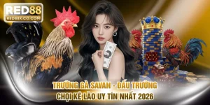 Trường gà Savan